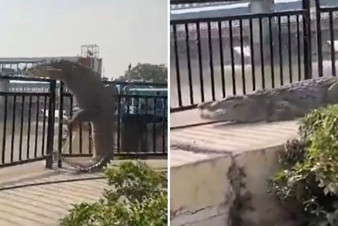 Krokodil preskače ogradu Krokodil preskače ogradu