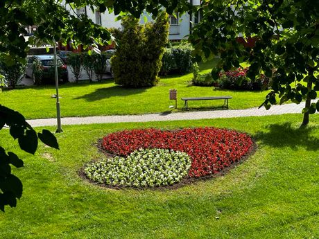 Pirot, cveće, grad cveća Pirot, cveće, grad cveća