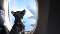 Psi dobili svog avio-prevoznika: BARK Air počeo sa letovima iz Njujorka za Los Anđeles