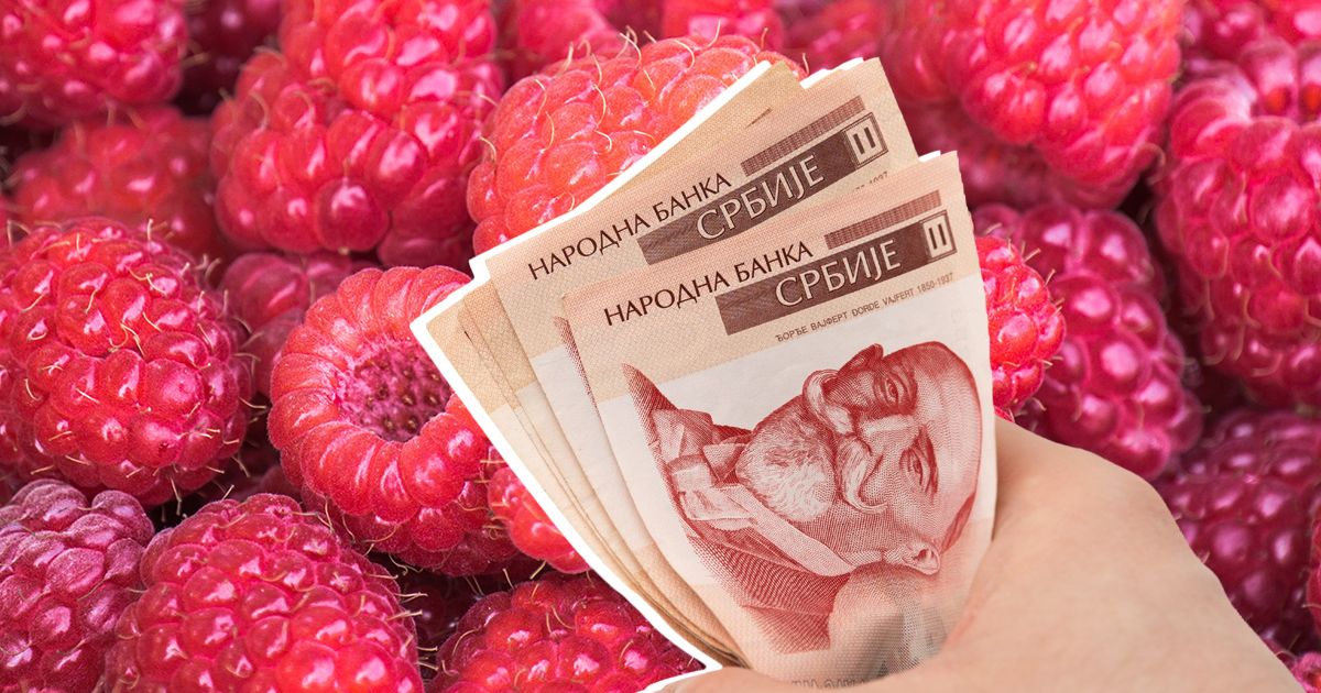 Владельцы малиновых садов меняют правила: сборщики работают по 12 часов в день, но не все зарабатывают одинаково