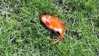 Lekar pronašao misterioznu zlatnu ribicu u dvorištu: Spasao je od svraka, svi traže odgovor na jedno pitanje