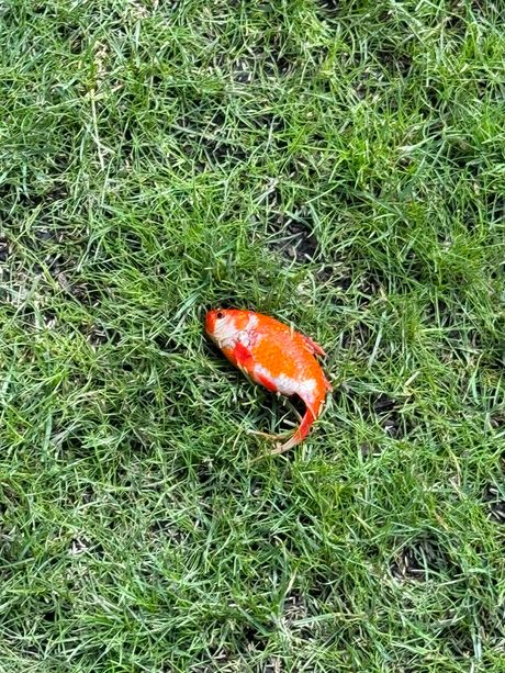 Zlatna ribica na travi