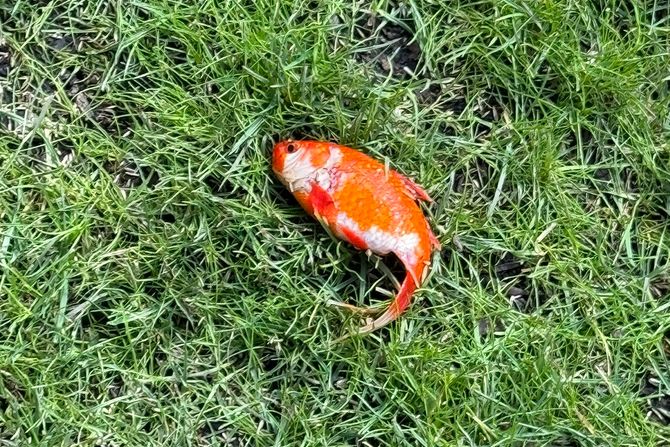 Zlatna ribica na travi Zlatna ribica na travi