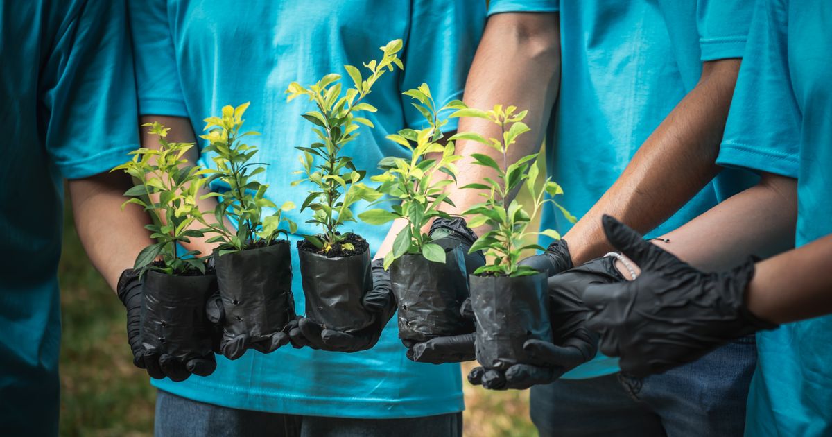 Male ruke sadile u Futogu, edukaciјa učenika i sadnja 100 sadnica