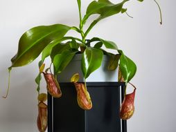 biljka mesožderka, biljka, tropska mesožderka