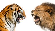 Clash of the Titans: Lav protiv Tigra, i šta mislite ko bi pobedio?
