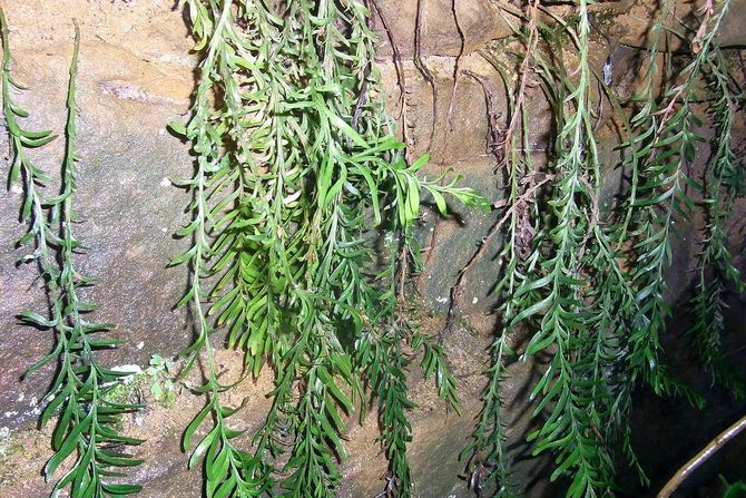 Tmesipteris oblanceolata