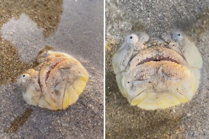 Čudovište u pesku Čudovište u pesku