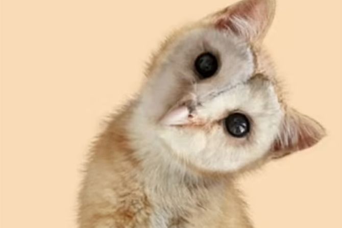 Mačka sova Mačka sova