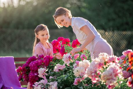 božuri, cveće, mama i ćerka, bašta, cveće u bašti, nega cveća