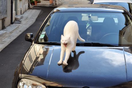 Mačka na automobilu