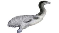 Lobanja izumrle džinovske „gromoglasne“ ptice pronađena u Australiji nakon duge potrage