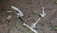 Tragovi velike zveri nađeni na srpskoj planini, pored bili i ostaci skeleta: Prizor šokirao lokalnog rendžera