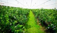 Ova kultura se sadi u proleće, a donosi i do 5.000 evra po hektaru: Sve više Srba ulazi u posao