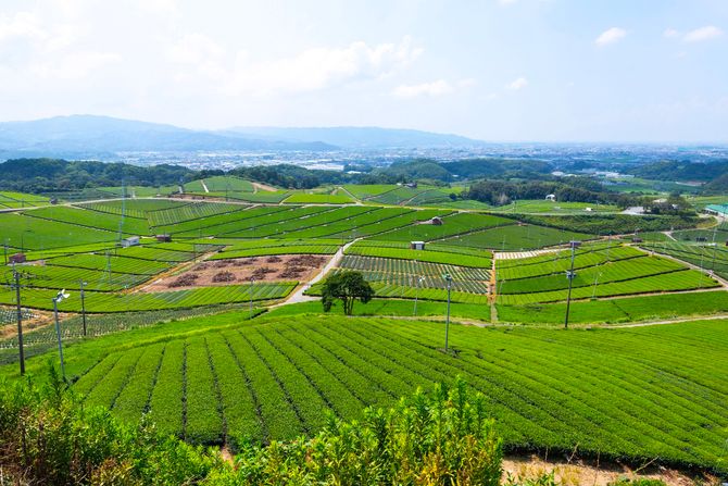 Selo u Japanu Selo u Japanu