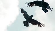 Na nebu iznad ovog grada vodi se bitka za prevlast: Sokolari svojim pticama rešavaju problem