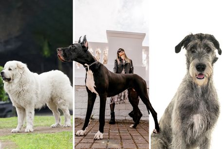 Tri najviša psa na planeti