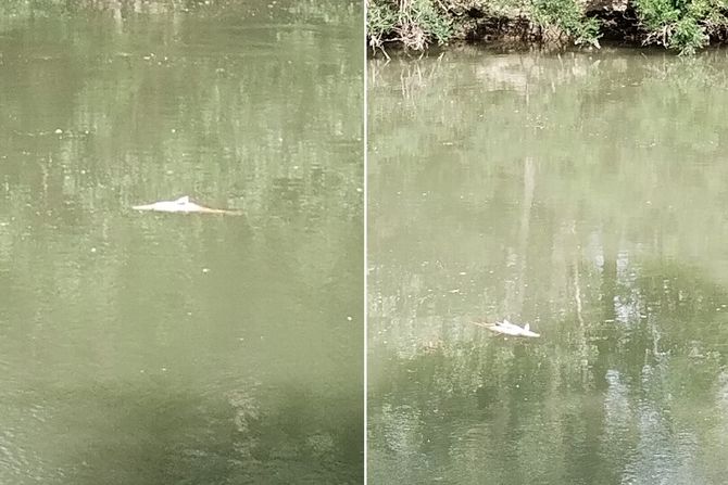 Tamišom plutaju uginuli šarani i koja babuska