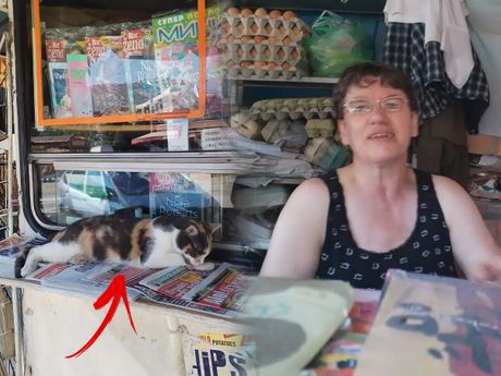 Mačka koja živi u kiosku