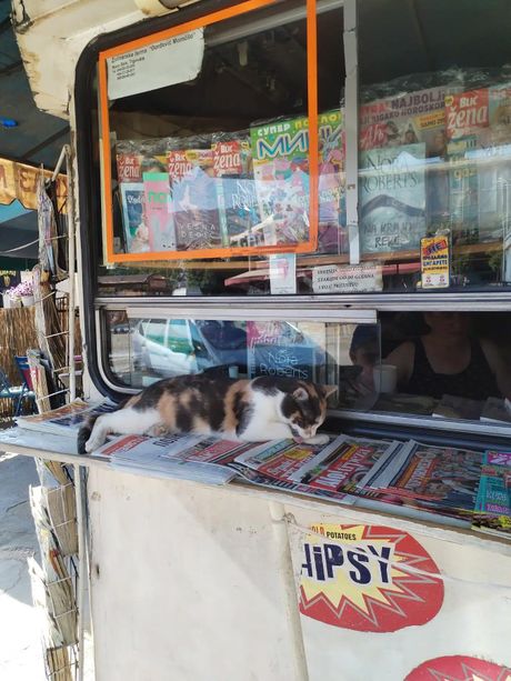 Mačka koja živi u kiosku Mačka koja živi u kiosku