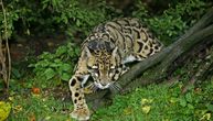 Porodica oblačastih leoparda sa Bornea snimljena u divljini prvi put