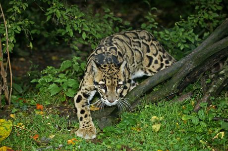 Oblačasti leopard