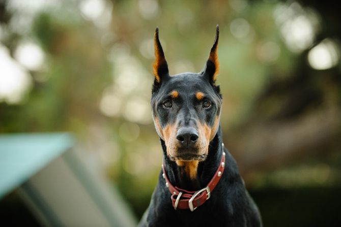 Doberman