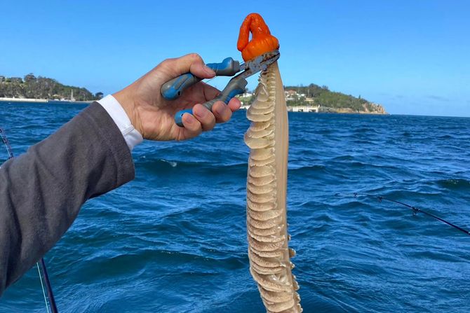 morski krastavac morski krastavac