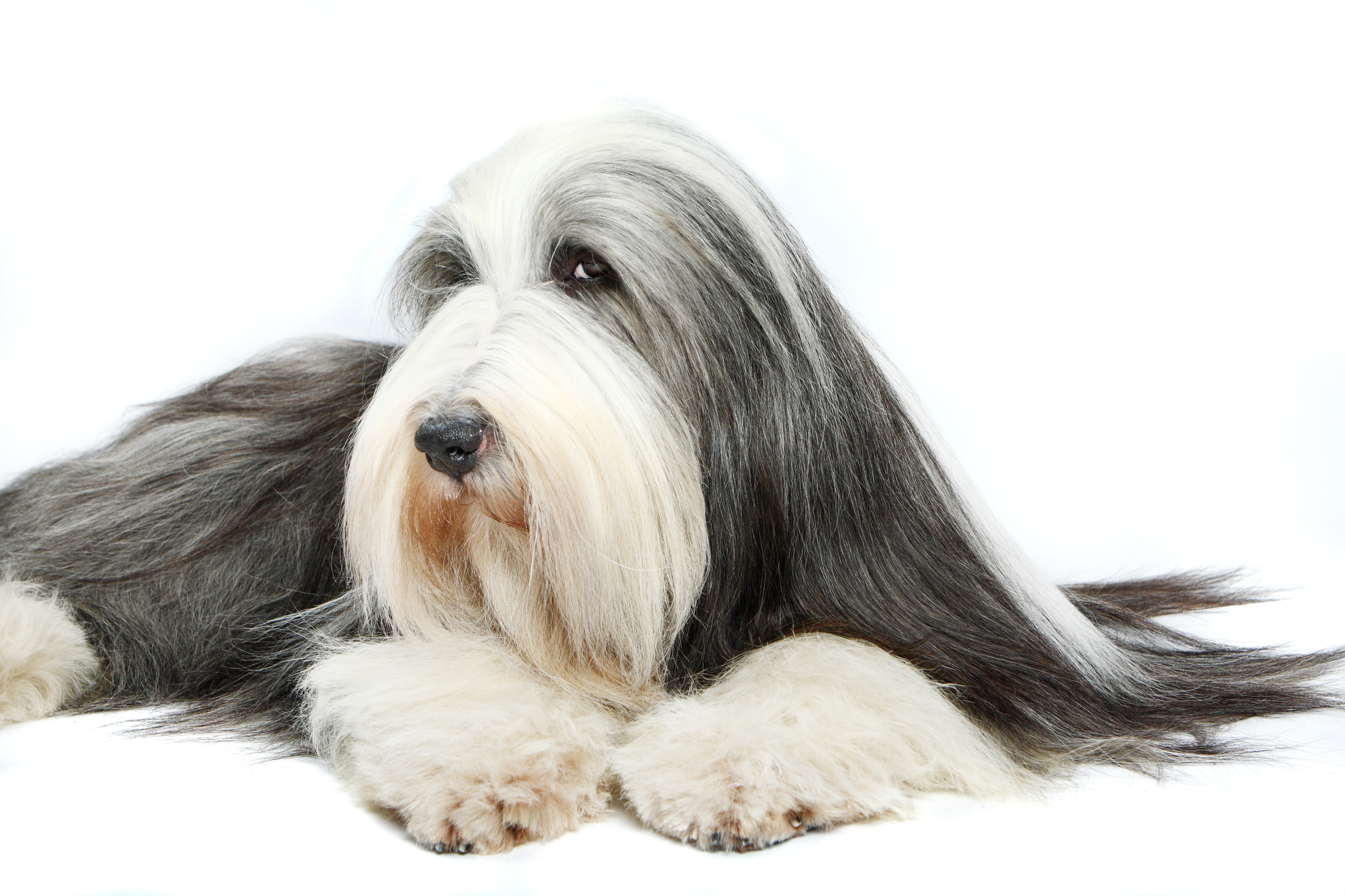 Bradati koli razmišlja svojom glavom: Ako ovom psu zadate komandu bez smisla, nasmejaće vam se u lice!