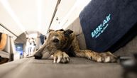 Povučena tužba, postignut sporazum: Psi mogu u avione sa istog terminala kao i drugi putnici