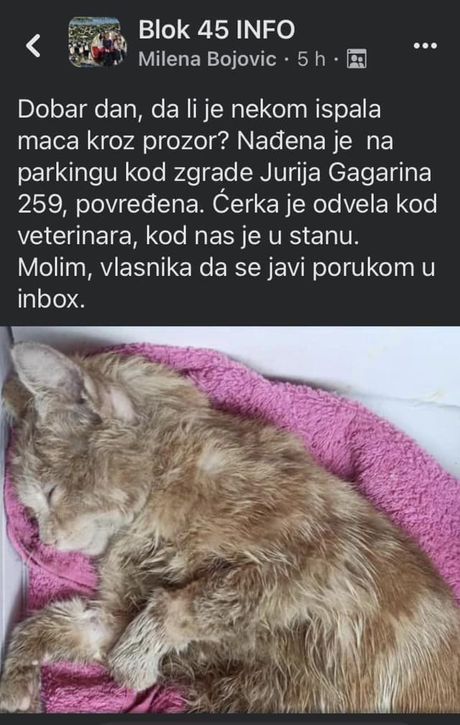 Povređena mačka Povređena mačka