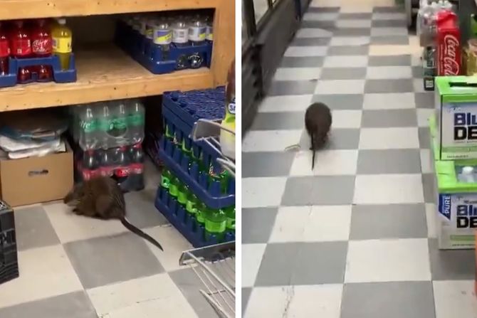 pacovi u njujorku pacovi u njujorku