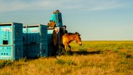 Divlji konji vraćaju se u stepe Kazahstana posle 200 godina