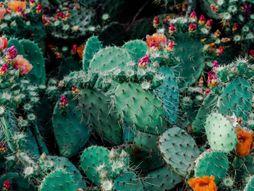 Skrivalica, optička iluzija, kaktus, maca