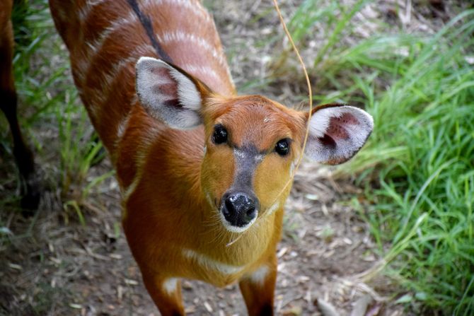 Antilopa sitatunga