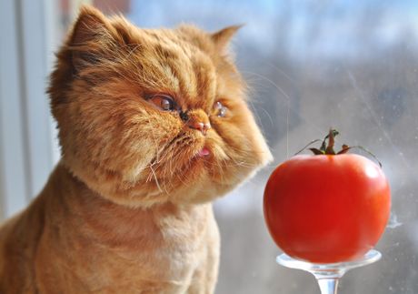 Mačka i paradajz