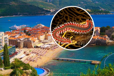 Budva Vatreni crv, Bearded fireworm