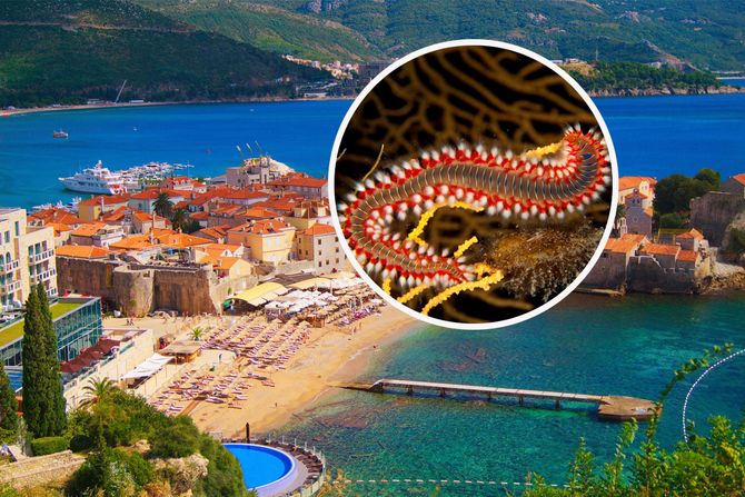 Budva Vatreni crv, Bearded fireworm Budva Vatreni crv, Bearded fireworm