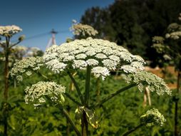 Gigantski svinjski korov