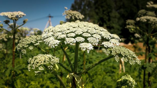 Gigantski svinjski korov