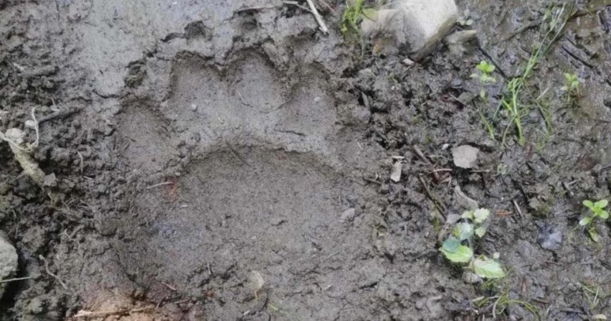 Ovo nije scena iz dokumentarca, ovo je Srbija: Zver sedela mirno u blizini ski centra, zabeležen šok snimak