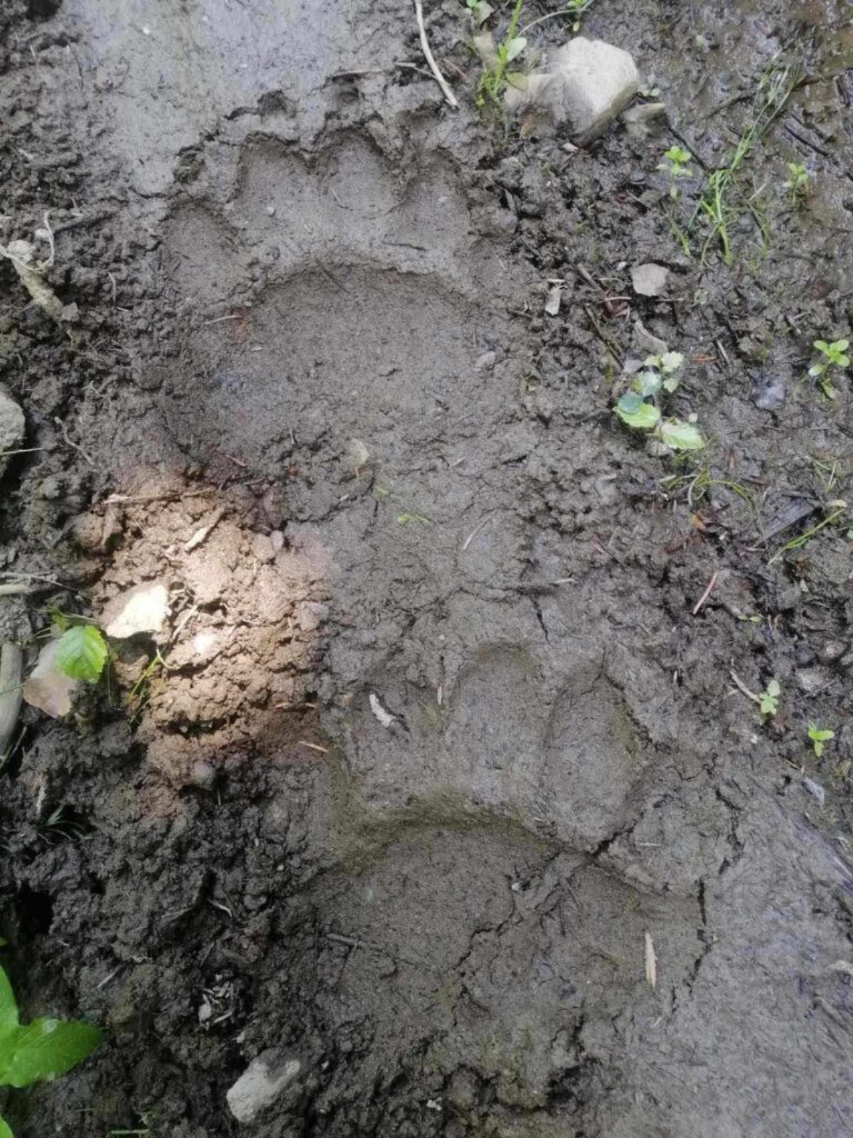 Meštani u strahu: Snimljena opasna zver sa mladuncima na poznatoj lokaciji