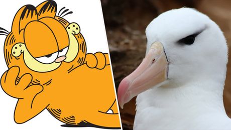 Garfild, albatros