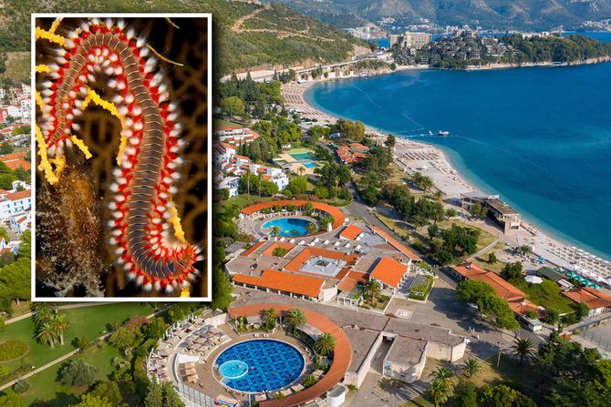 plaža, vatreni crv plaža, vatreni crv