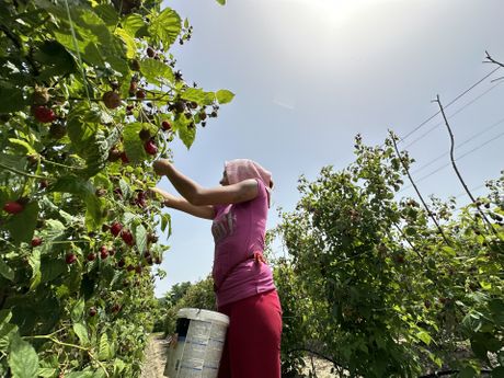 maline, branje malina
