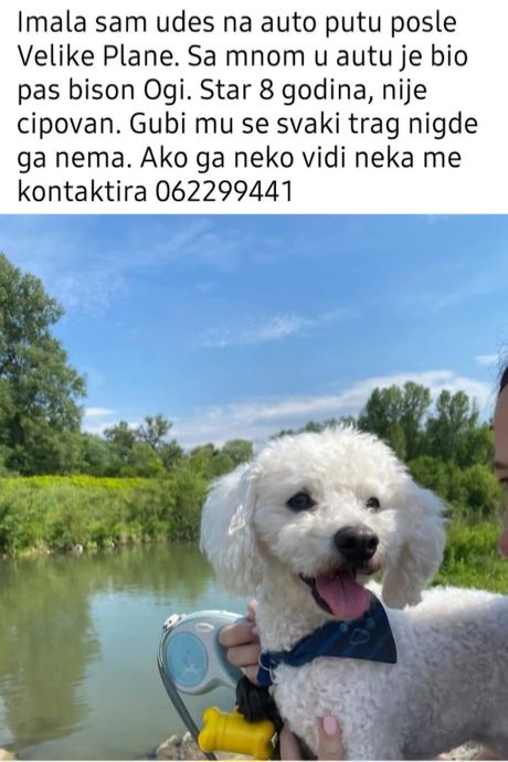 nestao pas, bišon nestao pas, bišon