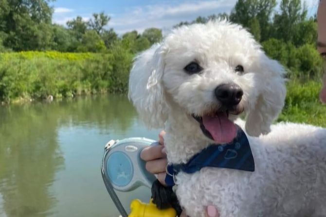 nestao pas, bišon nestao pas, bišon