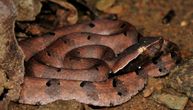 Otkrivena nova vrsta zmije: Ko se plašio ovih gmizavaca, sad će strahovati još više