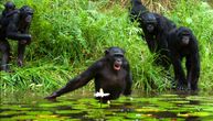 Šimpanze se leče antibiotskim biljkama iz šumske apoteke – možda su dobile recept od svog lekara