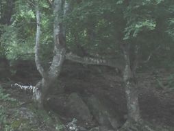 Kraljevo, Mlanča dve stoletne bukve